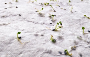 Logotrade corporate gift picture of: A4 wildflower seed paper sheet